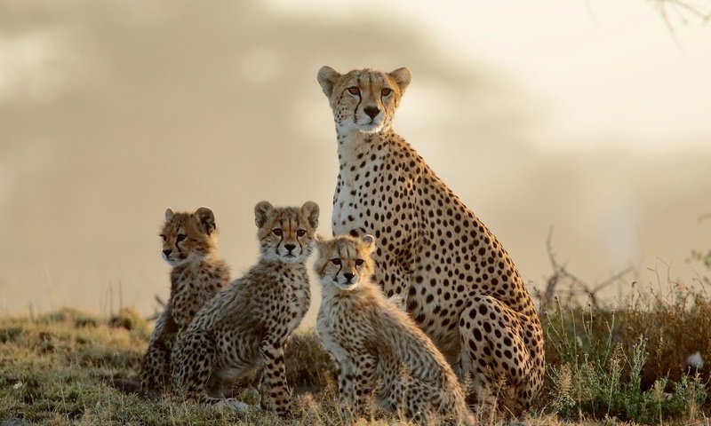 Обои небо, трава, взгляд, мама, малыши, гепард, гепарды, детеныши, the sky, grass, look, mom, kids, cheetah, cheetahs, cubs разрешение 2560x1706 Загрузить