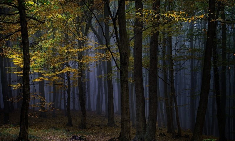 Обои ночь, деревья, природа, лес, туман, осень, night, trees, nature, forest, fog, autumn разрешение 1920x1282 Загрузить
