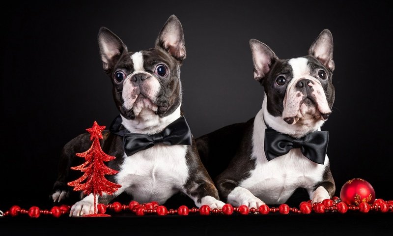 Обои новый год, животные, праздник, собаки, new year, animals, holiday, dogs разрешение 1920x1080 Загрузить