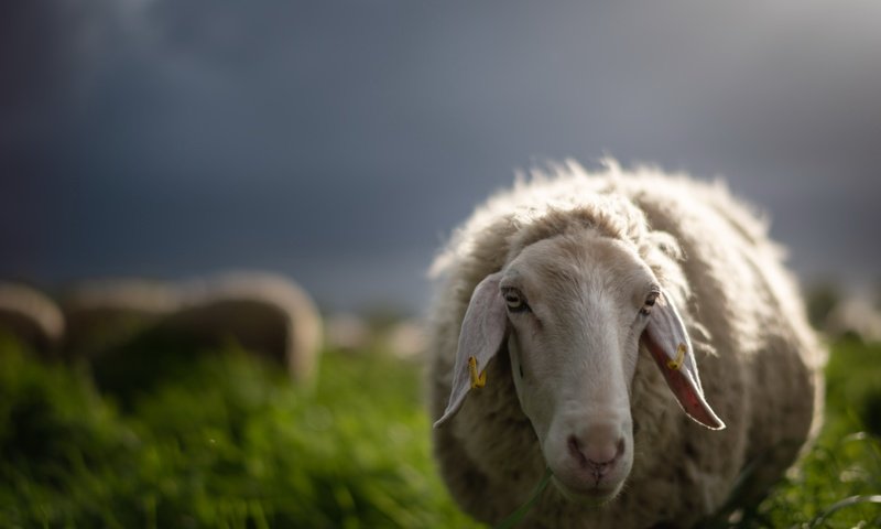Обои овца, sheep разрешение 6955x4642 Загрузить