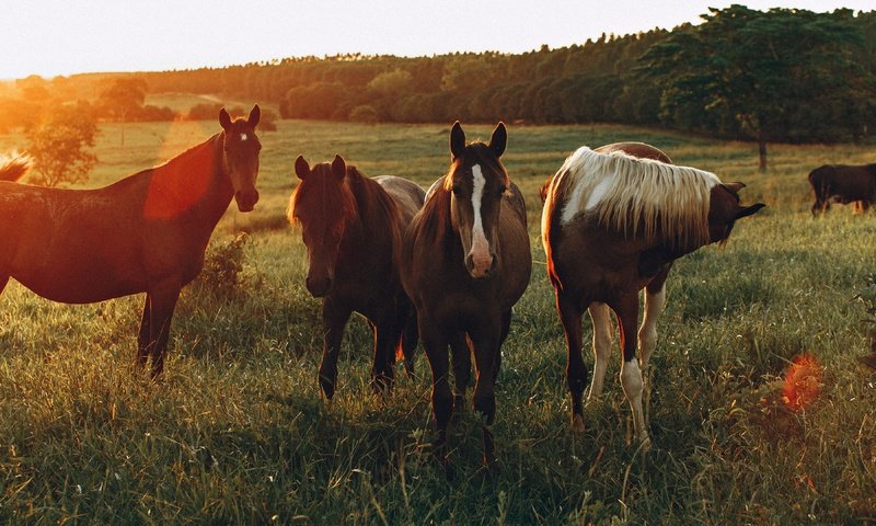 Обои поле, лошади, кони, солнечный свет, field, horse, horses, sunlight разрешение 3840x2160 Загрузить