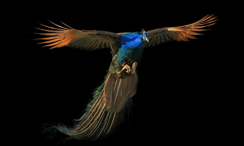 Обои полет, павлин, flight, peacock разрешение 2500x1667 Загрузить