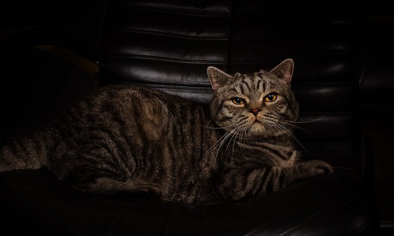 Обои поза, фотостудия, кот, мордочка, кошка, взгляд, лежит, темный фон, кресло, шотландский, scottish, pose, studio, cat, muzzle, look, lies, the dark background, chair разрешение 2000x1325 Загрузить