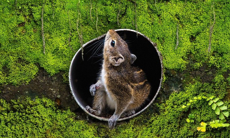 Обои поза, мох, труба, отверстие, дыра, бурундук, грызун, pose, moss, pipe, hole, chipmunk, rodent разрешение 2000x1125 Загрузить