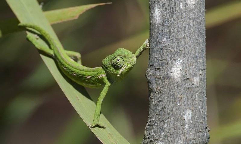 Обои природа, фон, ящерица, nature, background, lizard разрешение 2048x1263 Загрузить