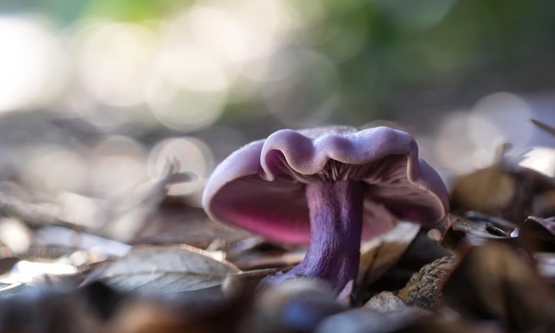 Обои природа, фон, гриб, nature, background, mushroom разрешение 2048x1300 Загрузить
