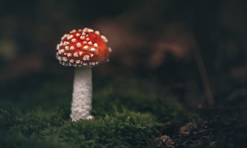 Обои природа, гриб, nature, mushroom разрешение 3840x2160 Загрузить