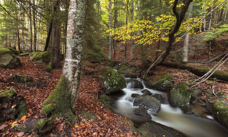 Обои природа, камни, лес, ручей, осень, nature, stones, forest, stream, autumn разрешение 1920x1280 Загрузить