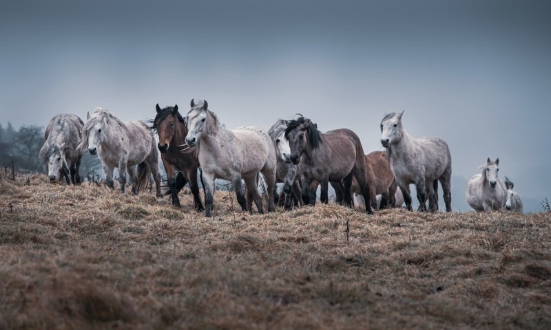 Обои природа, кони, табун, nature, horses, the herd разрешение 3840x2160 Загрузить