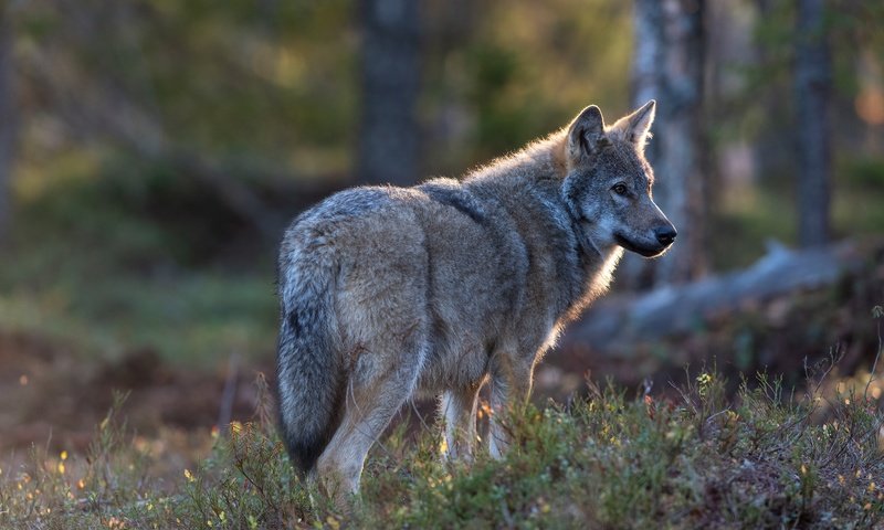 Обои природа, лес, серый, волк, nature, forest, grey, wolf разрешение 5568x3712 Загрузить