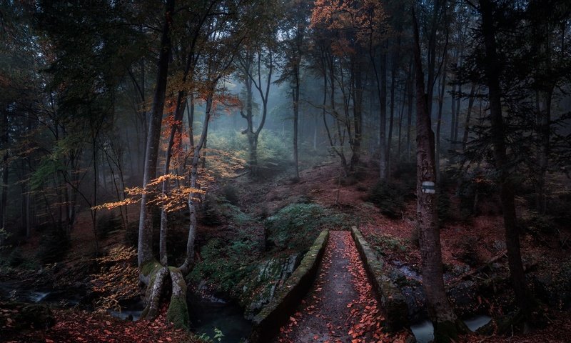 Обои природа, лес, туман, мост, речка, болгария, nature, forest, fog, bridge, river, bulgaria разрешение 2500x2000 Загрузить