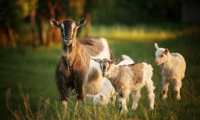 Обои природа, лето, козы, nature, summer, goats разрешение 2048x1366 Загрузить