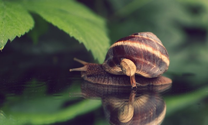 Обои природа, макро, улитка, nature, macro, snail разрешение 4890x3564 Загрузить
