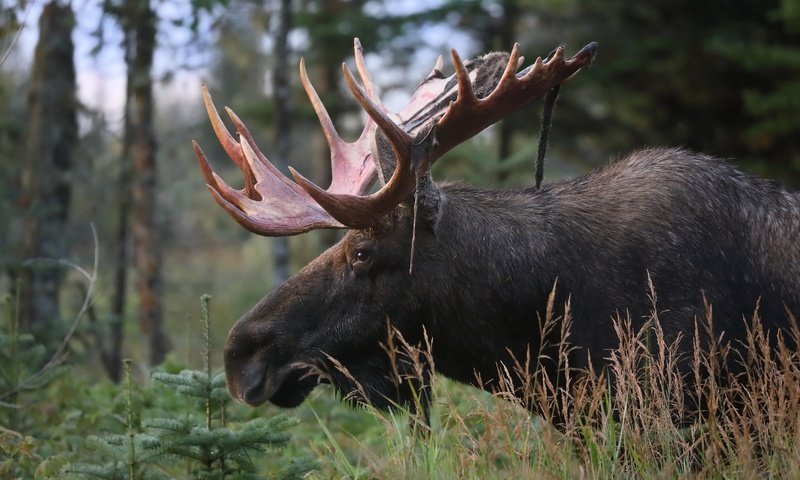 Обои природа, осень, лось, nature, autumn, moose разрешение 3072x2048 Загрузить