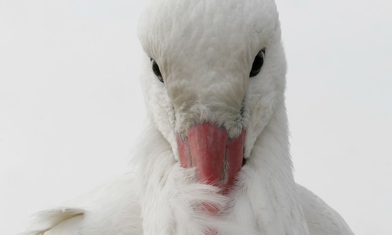 Обои природа, птица, аист, nature, bird, stork разрешение 2048x1300 Загрузить