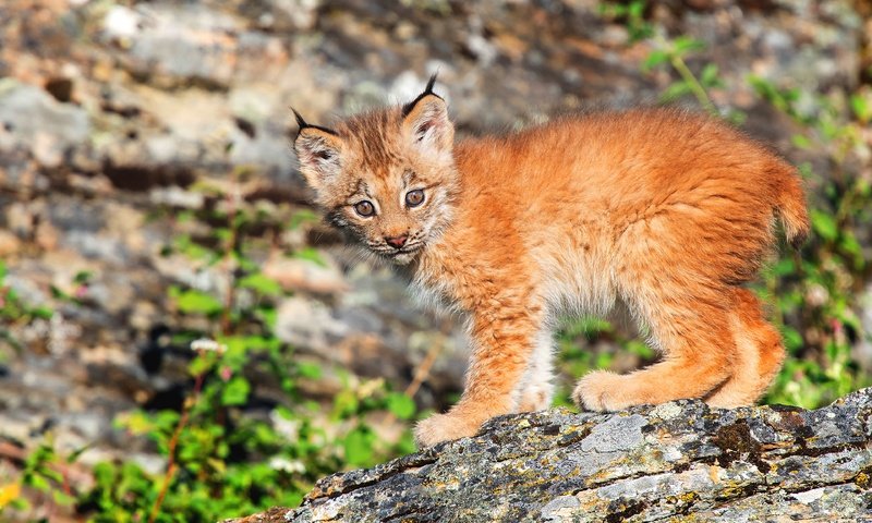 Обои природа, рысь, взгляд, малыш, детеныш, боке, рысёнок, nature, lynx, look, baby, cub, bokeh, a small lynx разрешение 3840x2560 Загрузить