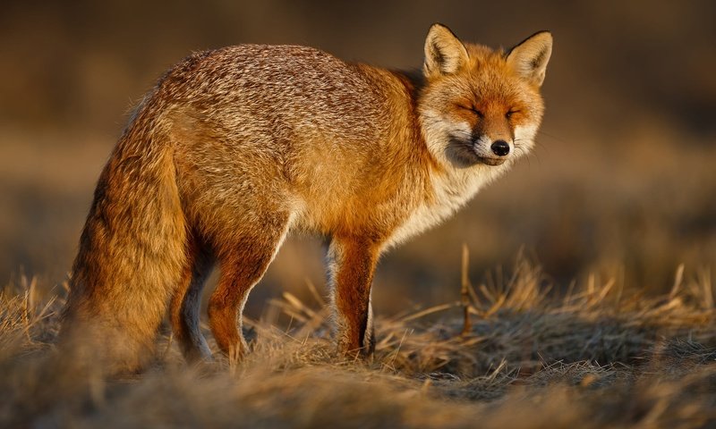 Обои природа, рыжая, лиса, nature, red, fox разрешение 2000x1250 Загрузить