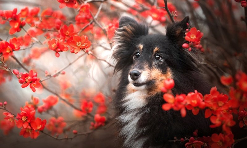 Обои природа, ветки, собака, шелти, nature, branches, dog, sheltie разрешение 2048x1366 Загрузить