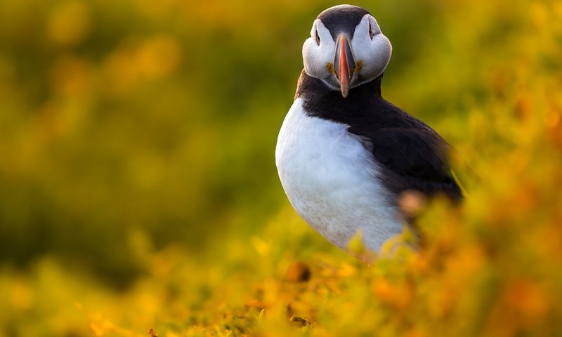 Обои птица, тупик, боке, bird, stalled, bokeh разрешение 2000x1333 Загрузить