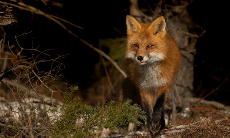 Обои снег, природа, хвоя, зима, ветки, взгляд, лиса, темный фон, snow, nature, needles, winter, branches, look, fox, the dark background разрешение 3883x2621 Загрузить