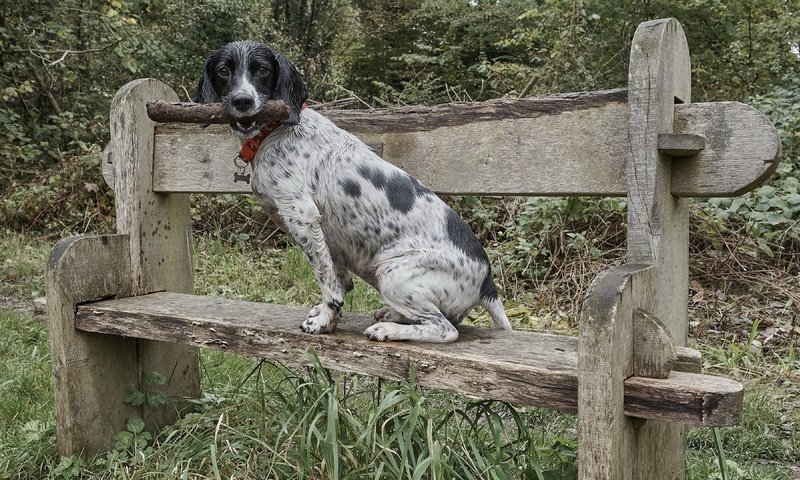 Обои собака, друг, скамья, dog, each, bench разрешение 3840x2160 Загрузить