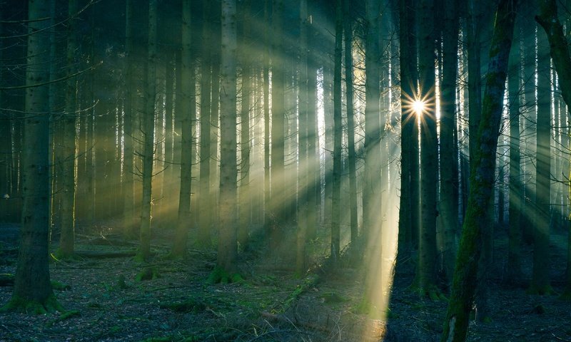 Обои солнце, лес, туман, стволы, the sun, forest, fog, trunks разрешение 3840x2160 Загрузить