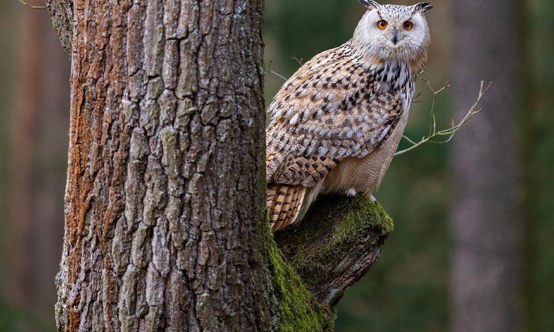 Обои сова, дерево, птица, филин, owl, tree, bird разрешение 4322x3049 Загрузить