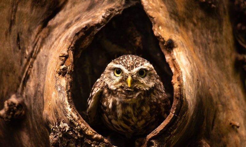 Обои сова, дерево, взгляд, птица, дупло, сыч, owl, tree, look, bird, the hollow разрешение 6016x4016 Загрузить