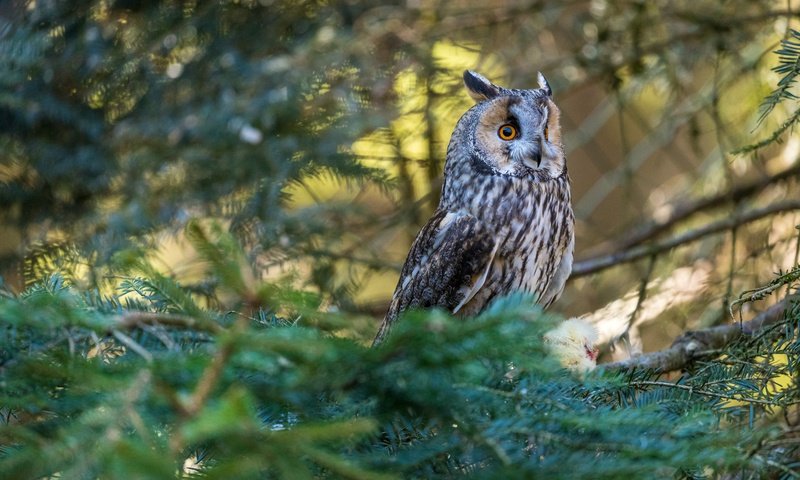 Обои сова, хвоя, ветки, птица, боке, owl, needles, branches, bird, bokeh разрешение 6720x4480 Загрузить