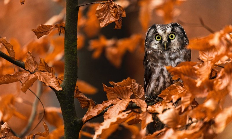 Обои сова, листья, ветки, осень, птица, сыч, owl, leaves, branches, autumn, bird разрешение 6720x4480 Загрузить