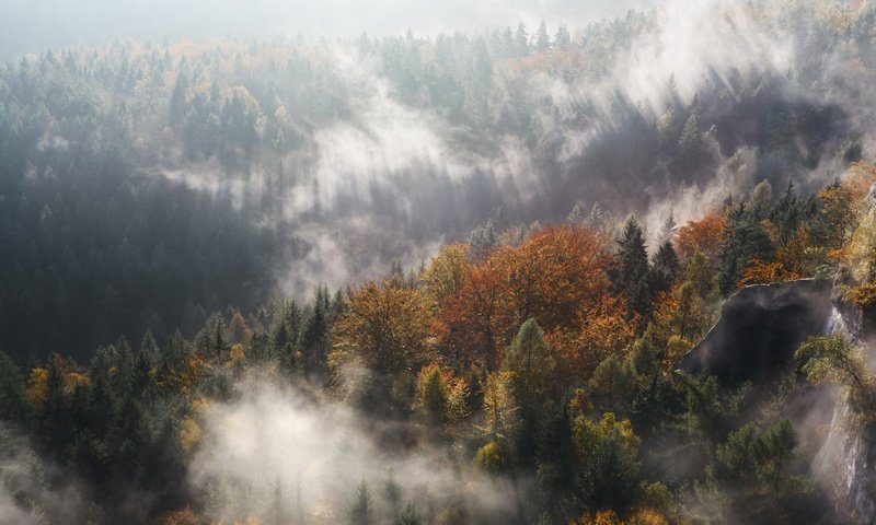 Обои свет, деревья, природа, лес, туман, осень, light, trees, nature, forest, fog, autumn разрешение 3840x2160 Загрузить