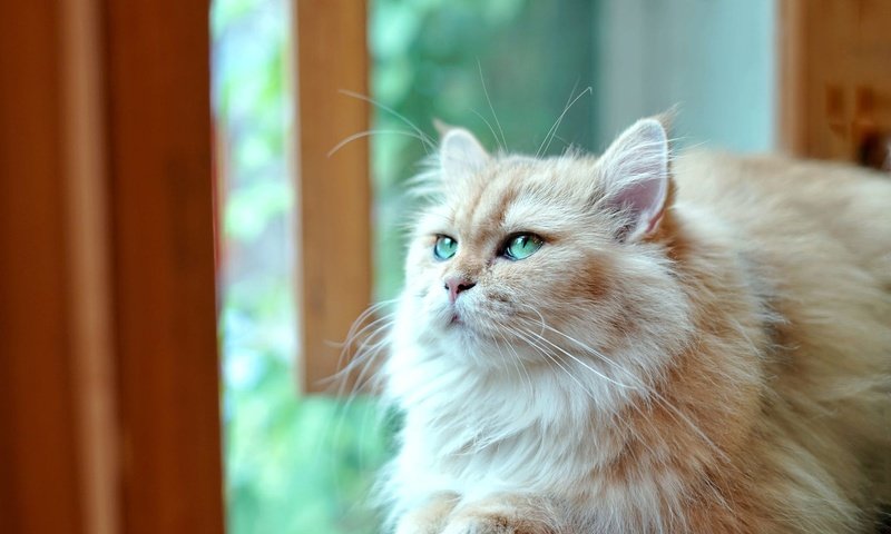 Обои свет, подоконник, поза, кот, кошка, взгляд, мордашка, окно, рыжий, зеленые глаза, green eyes, light, sill, pose, cat, look, face, window, red разрешение 2000x1500 Загрузить