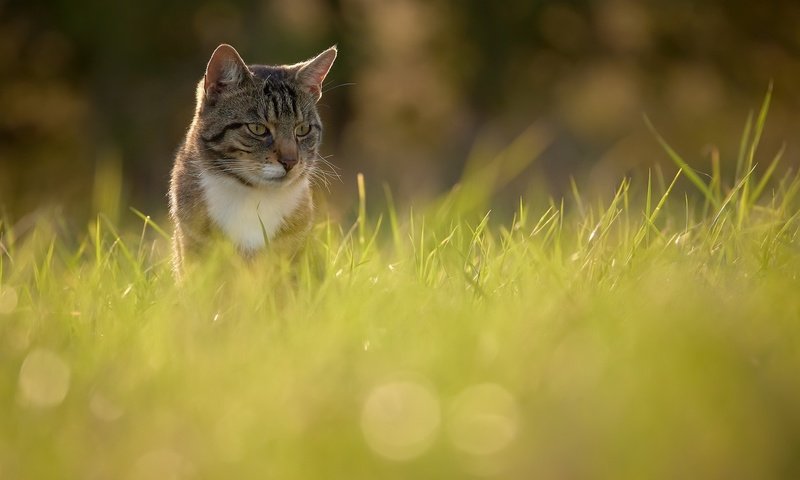 Обои свет, природа, кошка, light, nature, cat разрешение 2048x1366 Загрузить