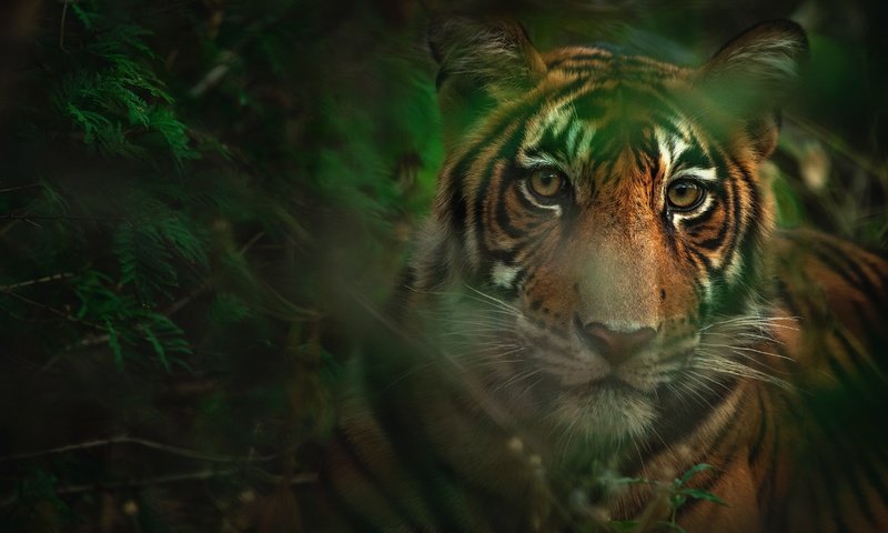 Обои тигр, морда, листья, взгляд, боке, tiger, face, leaves, look, bokeh разрешение 4636x3091 Загрузить