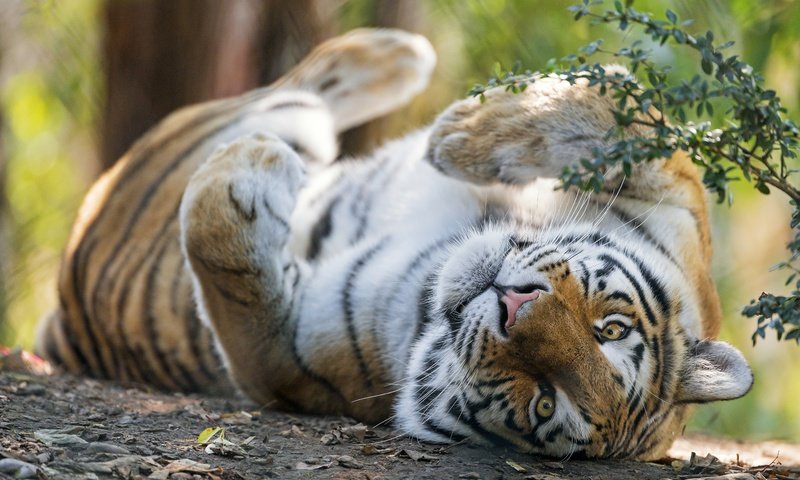 Обои тигр, боке, морда, поза, лапы, ветки, взгляд, лежит, отдых, tiger, bokeh, face, pose, paws, branches, look, lies, stay разрешение 5174x3449 Загрузить