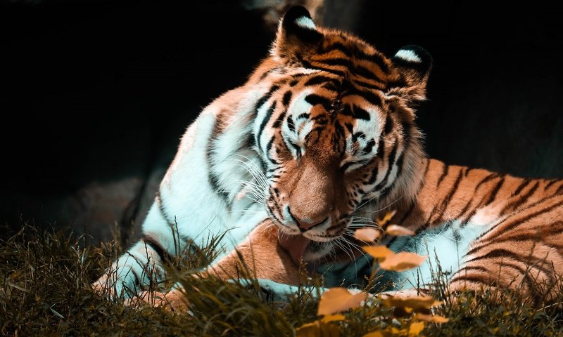 Обои тигр, поза, осень, темный фон, язык, tiger, pose, autumn, the dark background, language разрешение 2880x1839 Загрузить