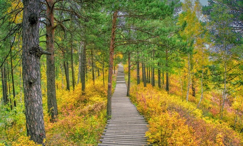 Обои трава, деревья, природа, лес, дорожка, осень, сосны, осенний лес, grass, trees, nature, forest, track, autumn, pine, autumn forest разрешение 6000x4000 Загрузить