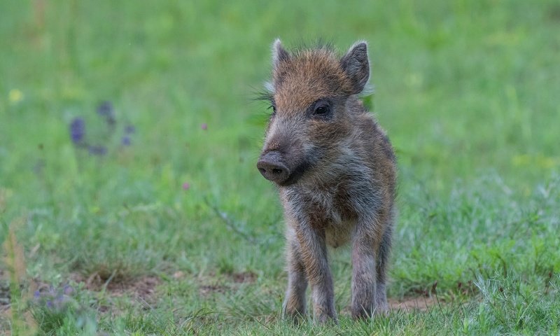 Обои трава, поляна, малыш, кабан, детеныш, поросенок, кабанчик, grass, glade, baby, boar, cub, pig, hog разрешение 3821x2459 Загрузить