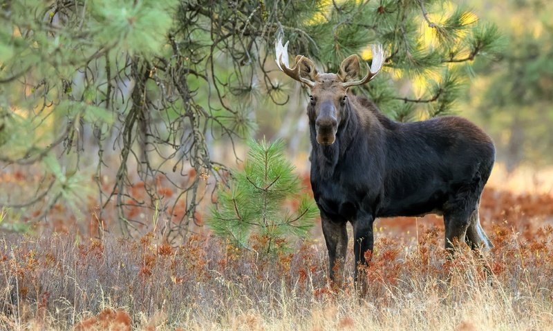 Обои трава, природа, дерево, хвоя, ветки, взгляд, сосна, лось, grass, nature, tree, needles, branches, look, pine, moose разрешение 3840x2763 Загрузить