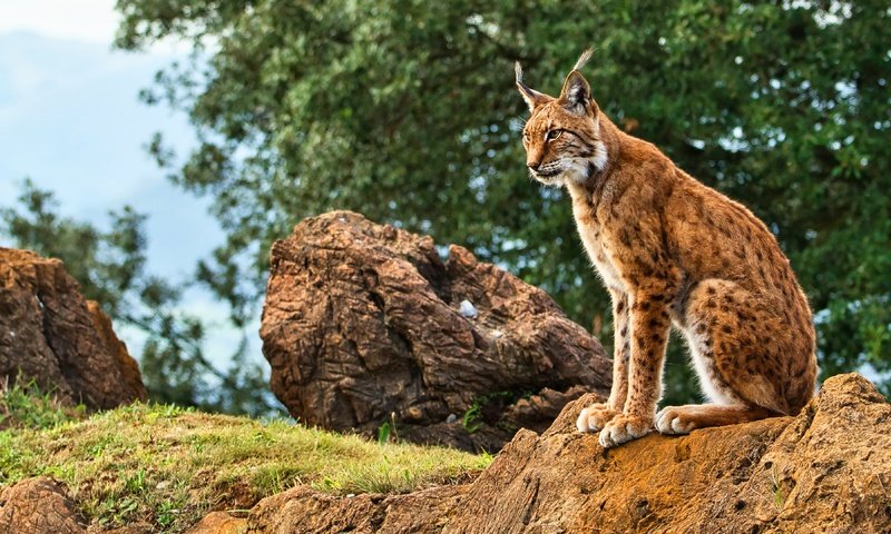 Обои трава, природа, дерево, камни, рысь, листва, сидит, боке, grass, nature, tree, stones, lynx, foliage, sitting, bokeh разрешение 3840x2160 Загрузить