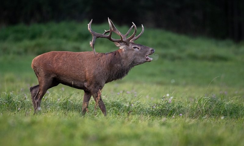 Обои трава, природа, олень, профиль, животное, grass, nature, deer, profile, animal разрешение 2047x1365 Загрузить