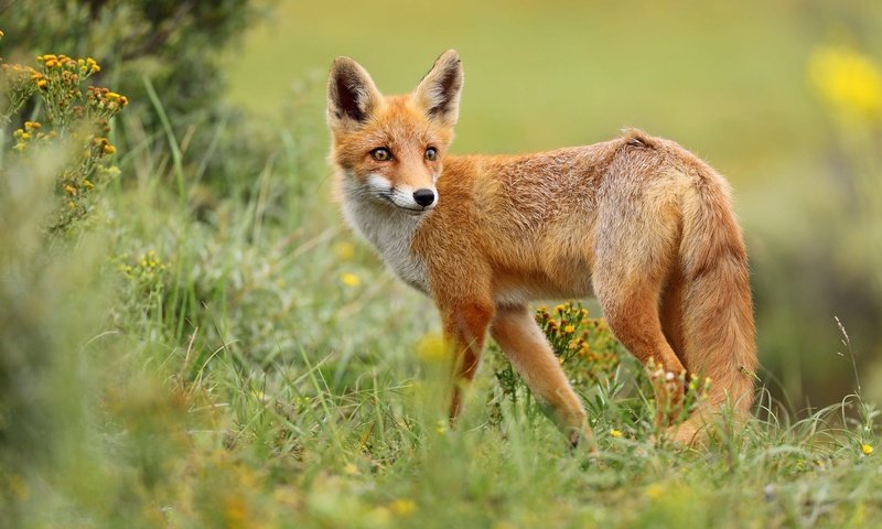 Обои трава, природа, поза, взгляд, лиса, grass, nature, pose, look, fox разрешение 2000x1286 Загрузить