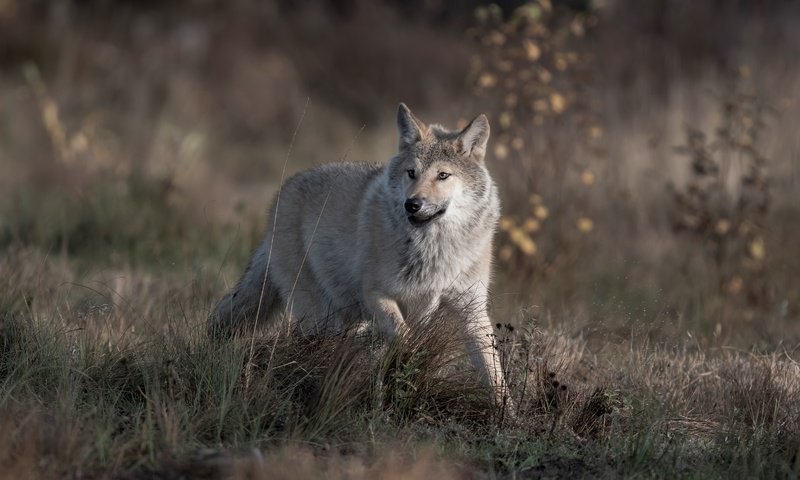 Обои трава, природа, взгляд, серый, бег, волк, grass, nature, look, grey, running, wolf разрешение 4899x3411 Загрузить