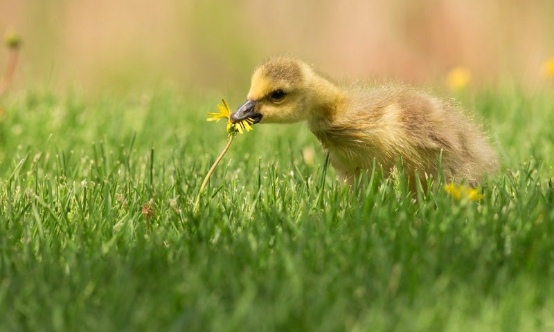 Обои трава, птенец, цветок, поляна, птица, одуванчик, утенок, гусенок, grass, chick, flower, glade, bird, dandelion, duck, gosling разрешение 4096x2751 Загрузить