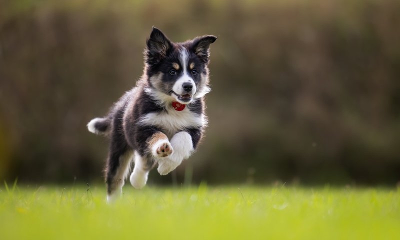 Обои трава, собака, щенок, прогулка, бег, боке, бордер-колли, grass, dog, puppy, walk, running, bokeh, the border collie разрешение 2048x1366 Загрузить