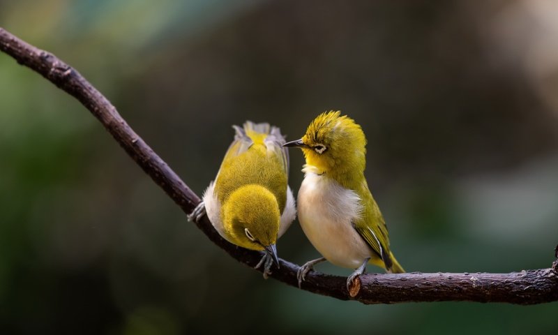 Обои ветка, природа, парочка, птички, боке, белоглазка, белый глаз, branch, nature, a couple, birds, bokeh, white-eyed, white eye разрешение 3840x2160 Загрузить