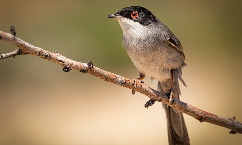 Обои ветка, птица, branch, bird разрешение 2048x1395 Загрузить