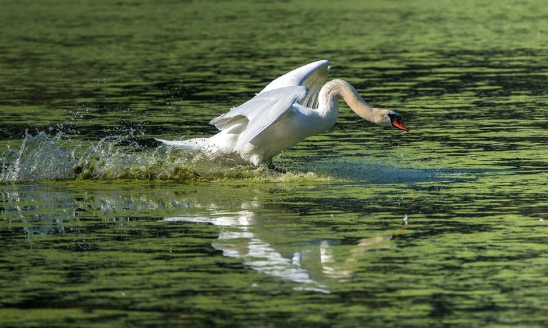 Обои вода, водоем, брызги, птица, взлёт, лебедь, взмах крыльев, water, pond, squirt, bird, the rise, swan, flap разрешение 3840x2160 Загрузить