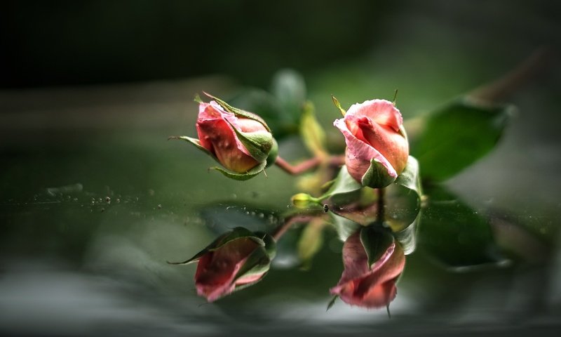 Обои вода, бутоны, отражение, розы, розовые, water, buds, reflection, roses, pink разрешение 2000x1284 Загрузить