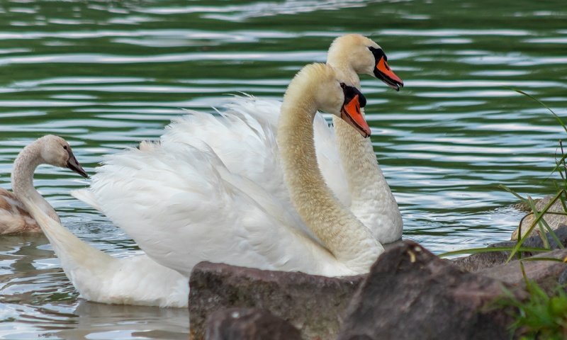 Обои водоем, пара, белые, лебеди, pond, pair, white, swans разрешение 2880x1620 Загрузить